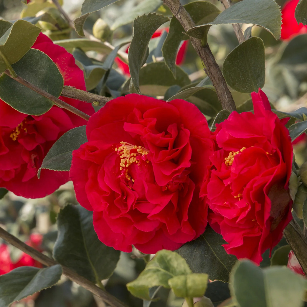 Camellia 'Kramer's Supreme'