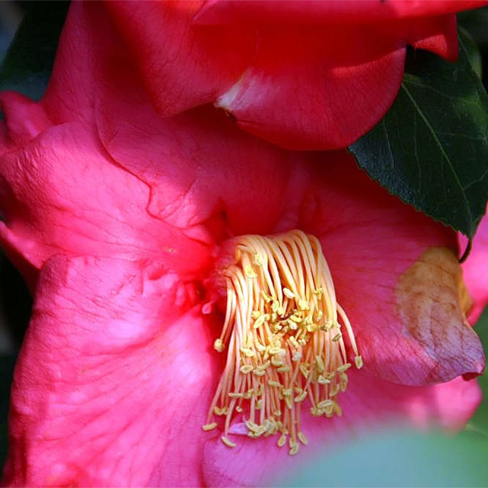 Camellia 'Lady Clare'