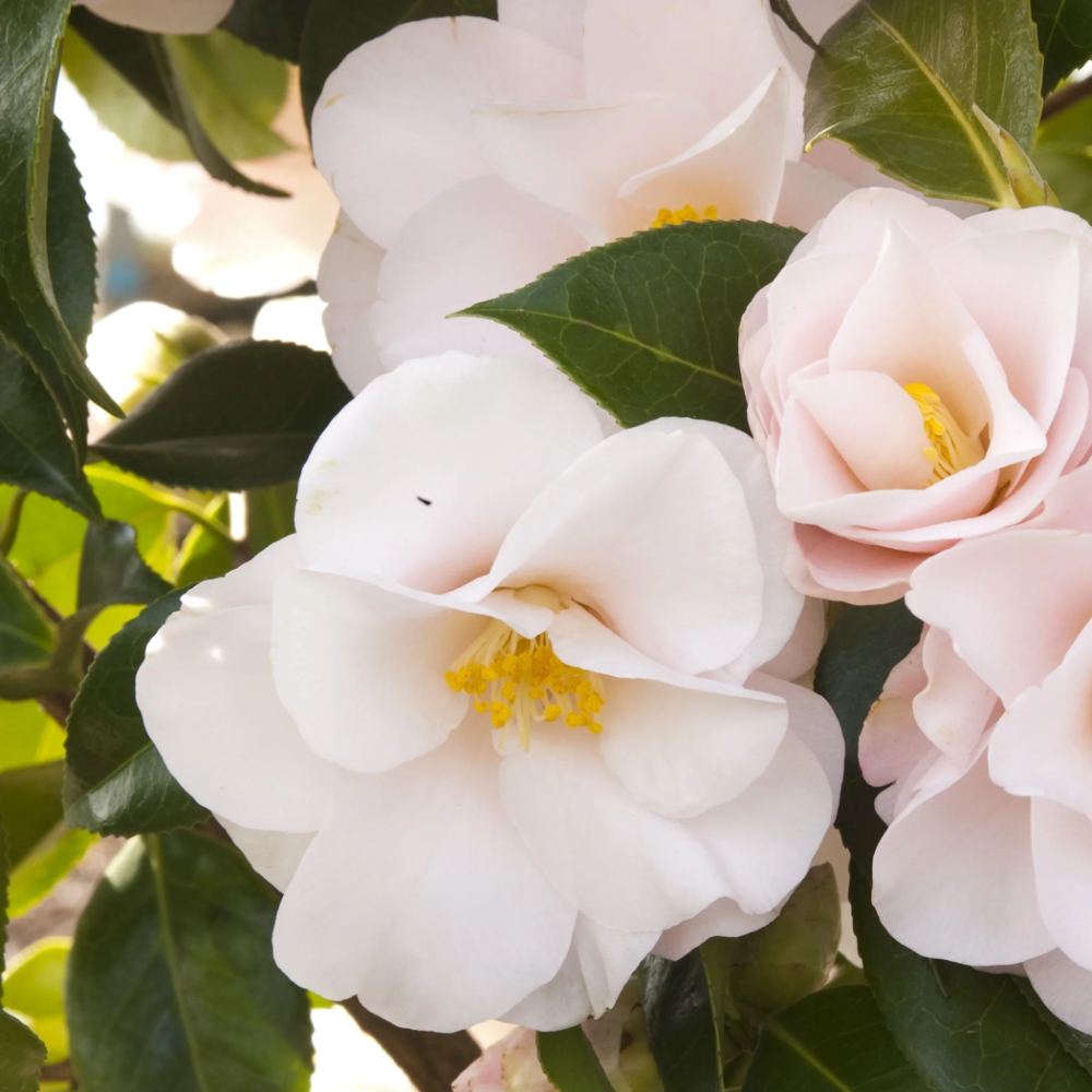 Camellia Magnoliaeflora