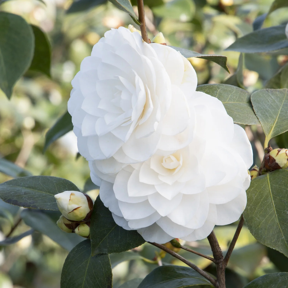 Camellia ‘Nuccio’s Gem’