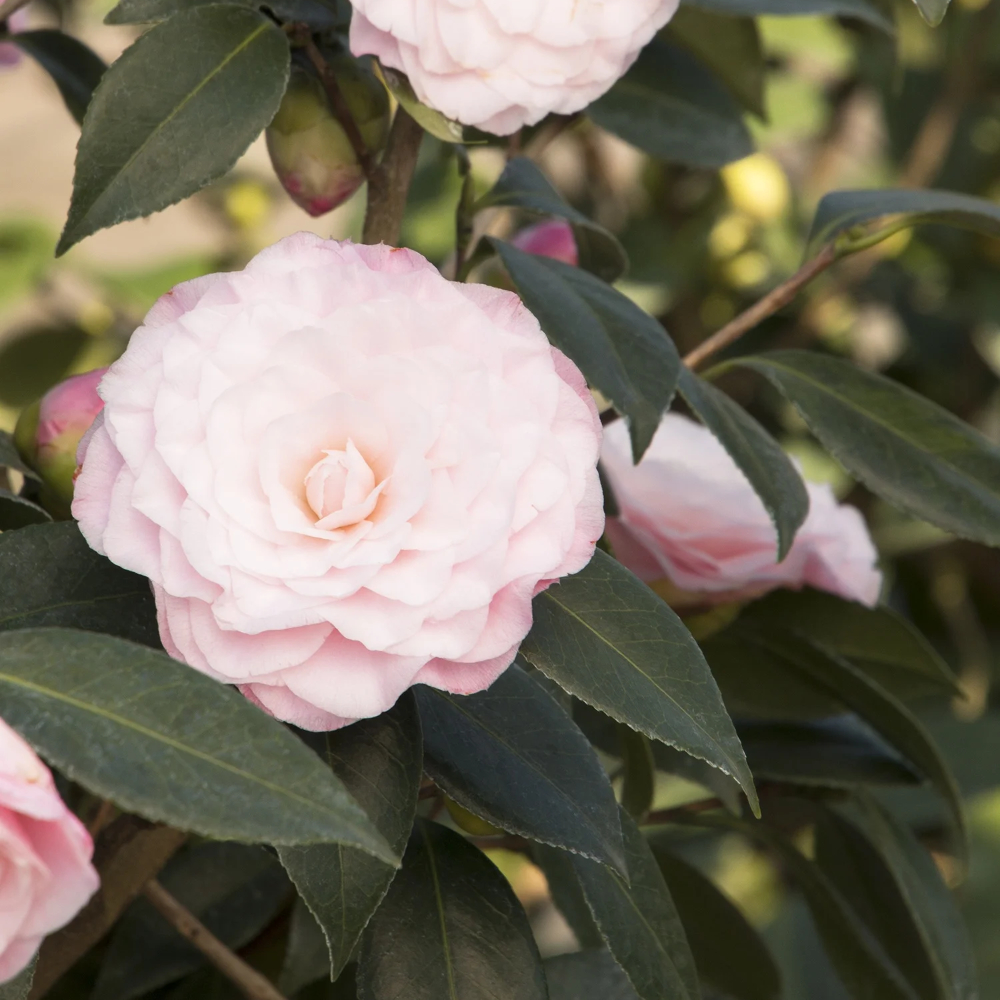 Camellia Nuccio’s Pearl