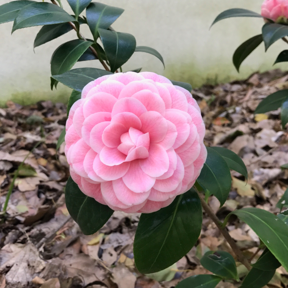 Camellia Pink Perfection