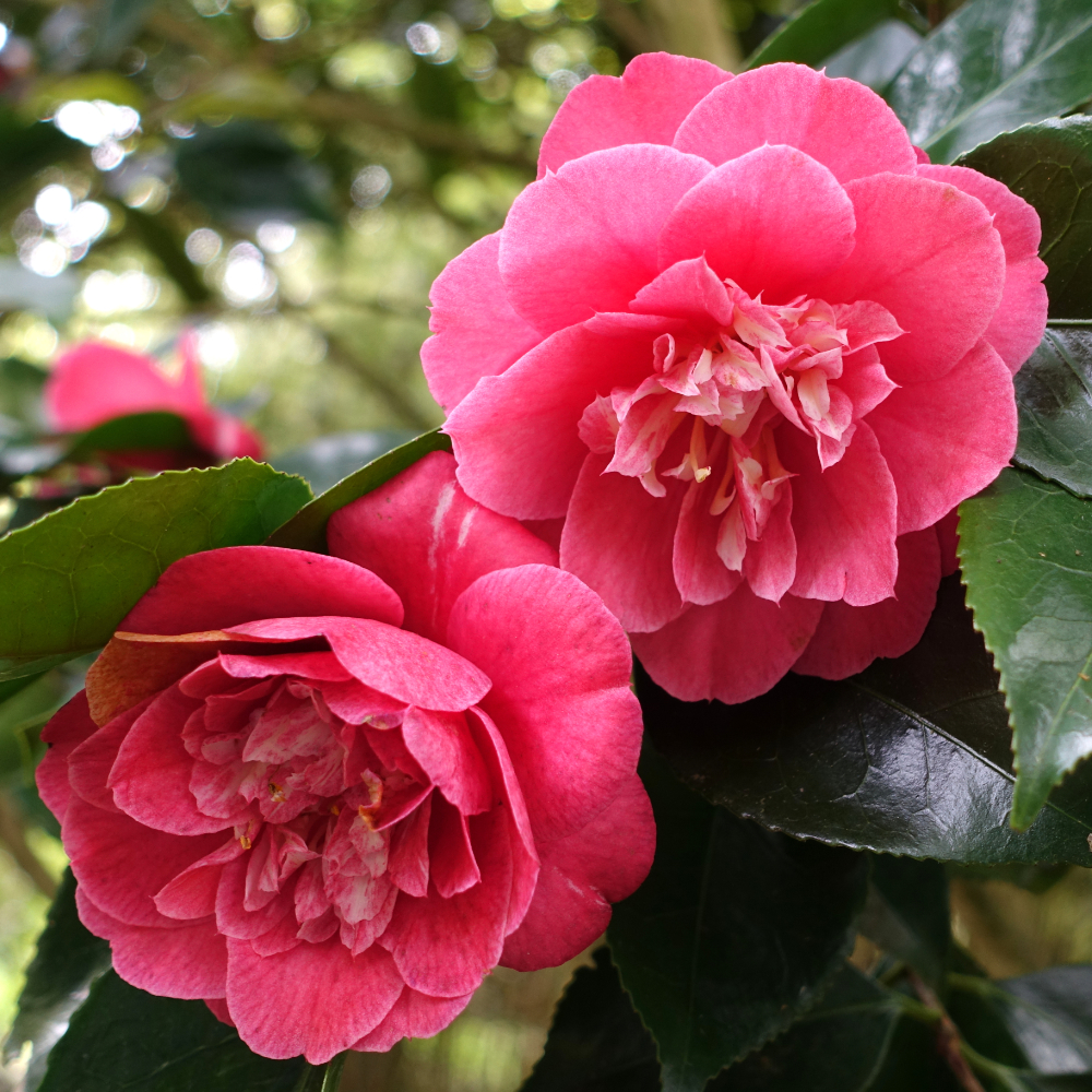 Camellia R.L. Wheeler