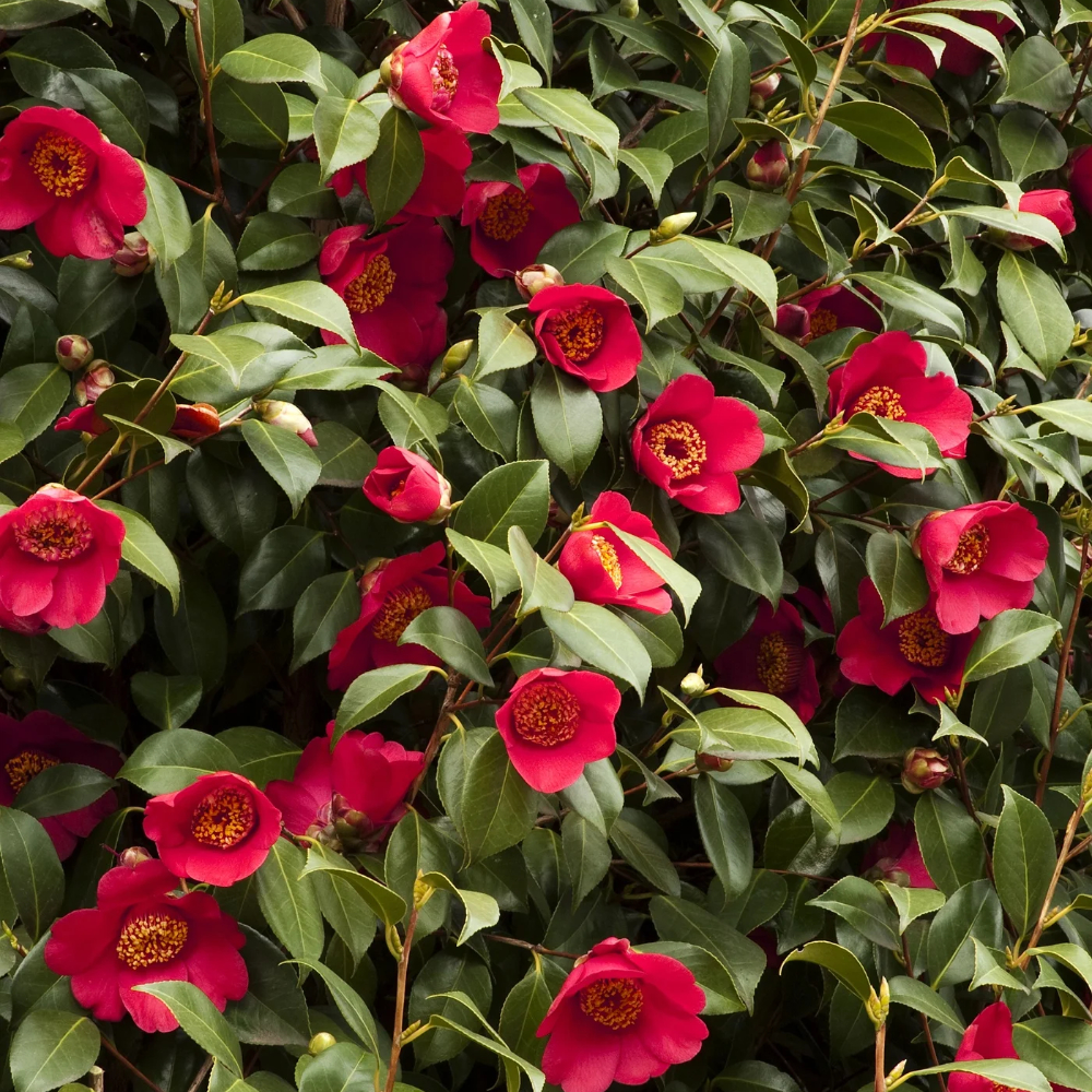 Camellia 'Spring's Promise'