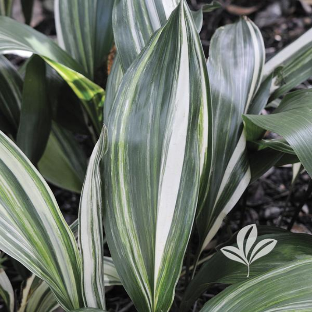 Cast Iron Plant Variegated