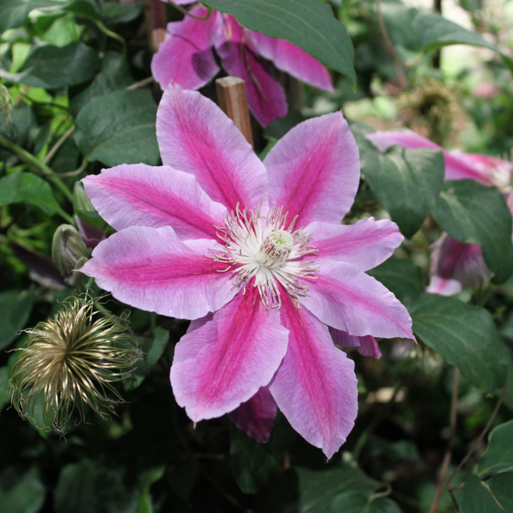 Clematis Doctor Ruppel