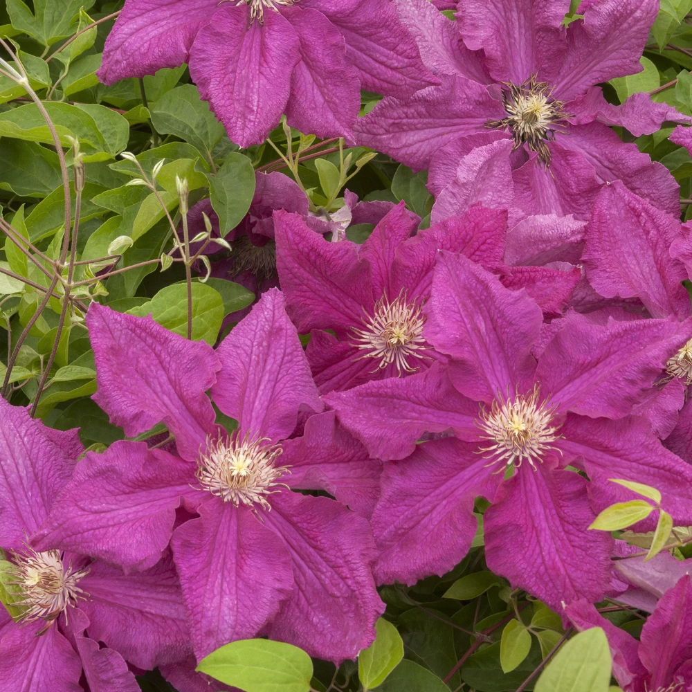 Clematis Ernest Markham