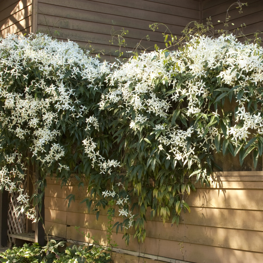 Clematis Evergreen