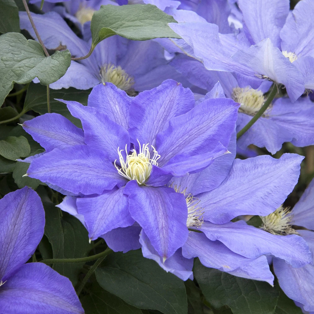 Clematis H.F. Young