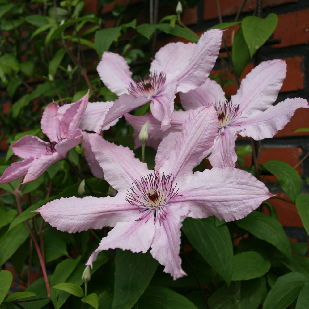 Clematis Hagley Hybrid