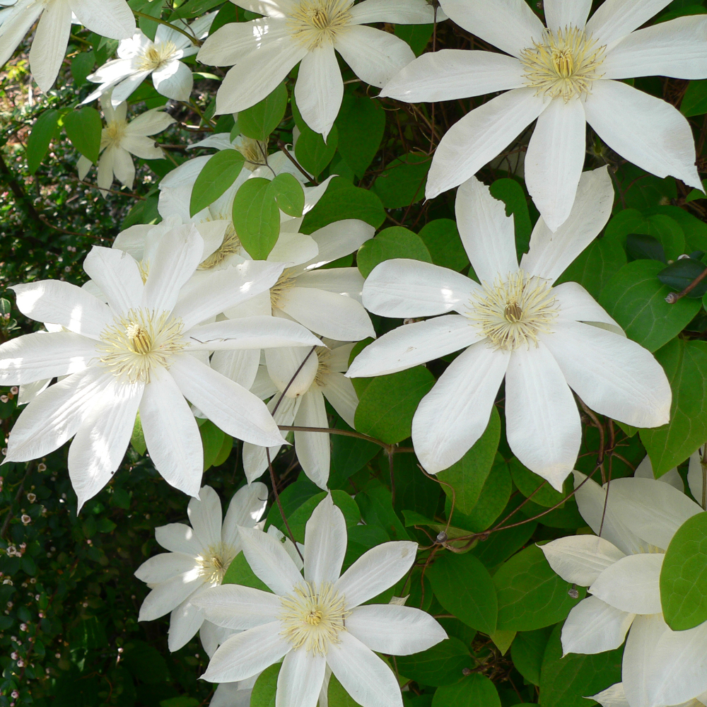Clematis Henryi