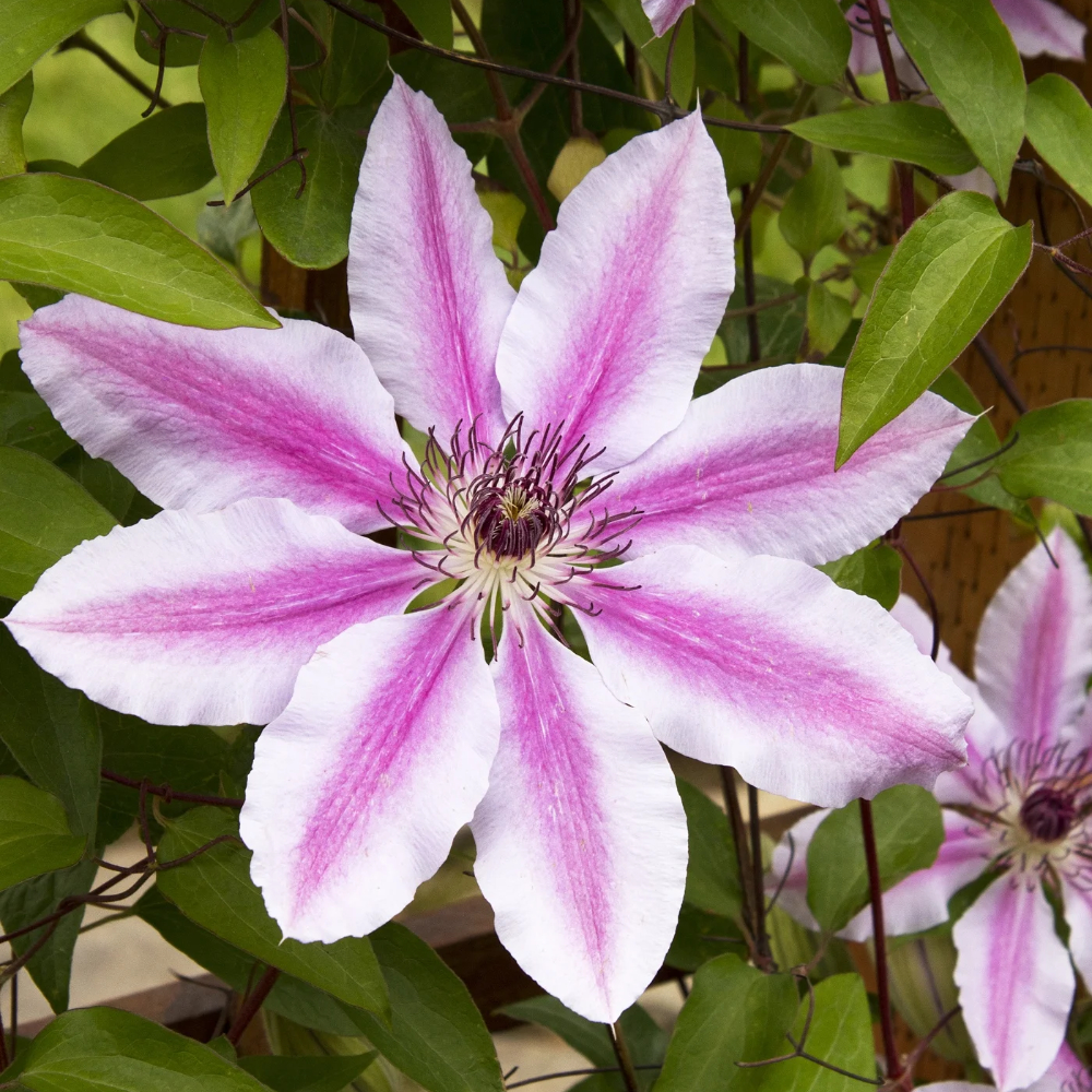 Clematis Nelly Moser