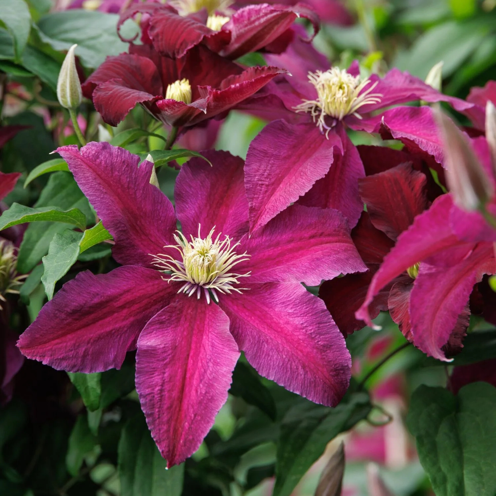 Clematis Niobe