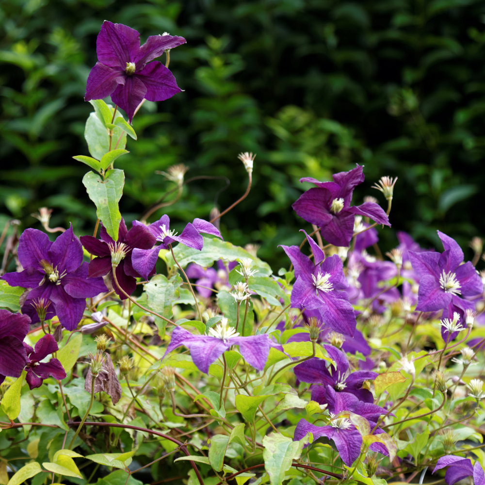 Clematis Polish Spirit