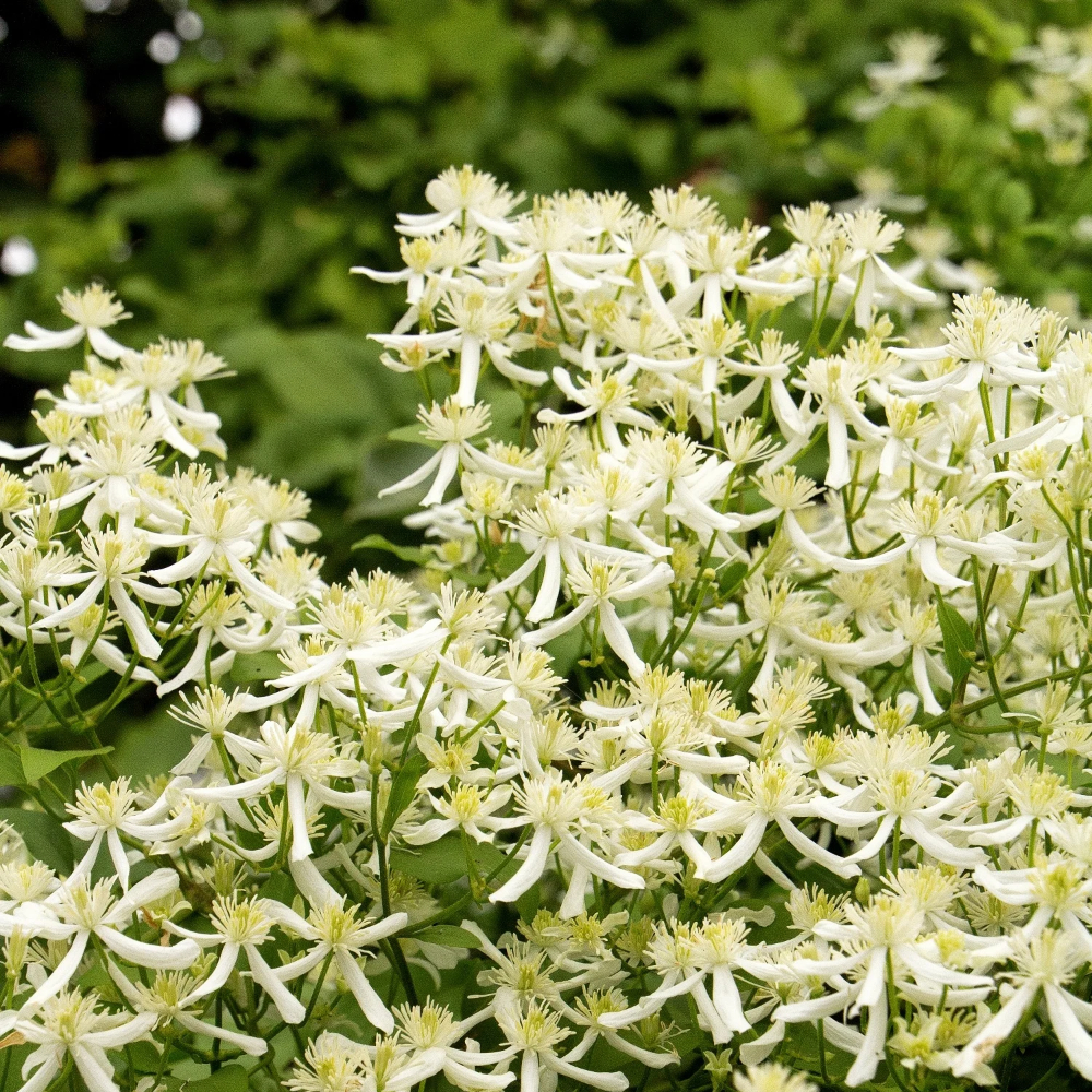 Clematis Sweet Autumn