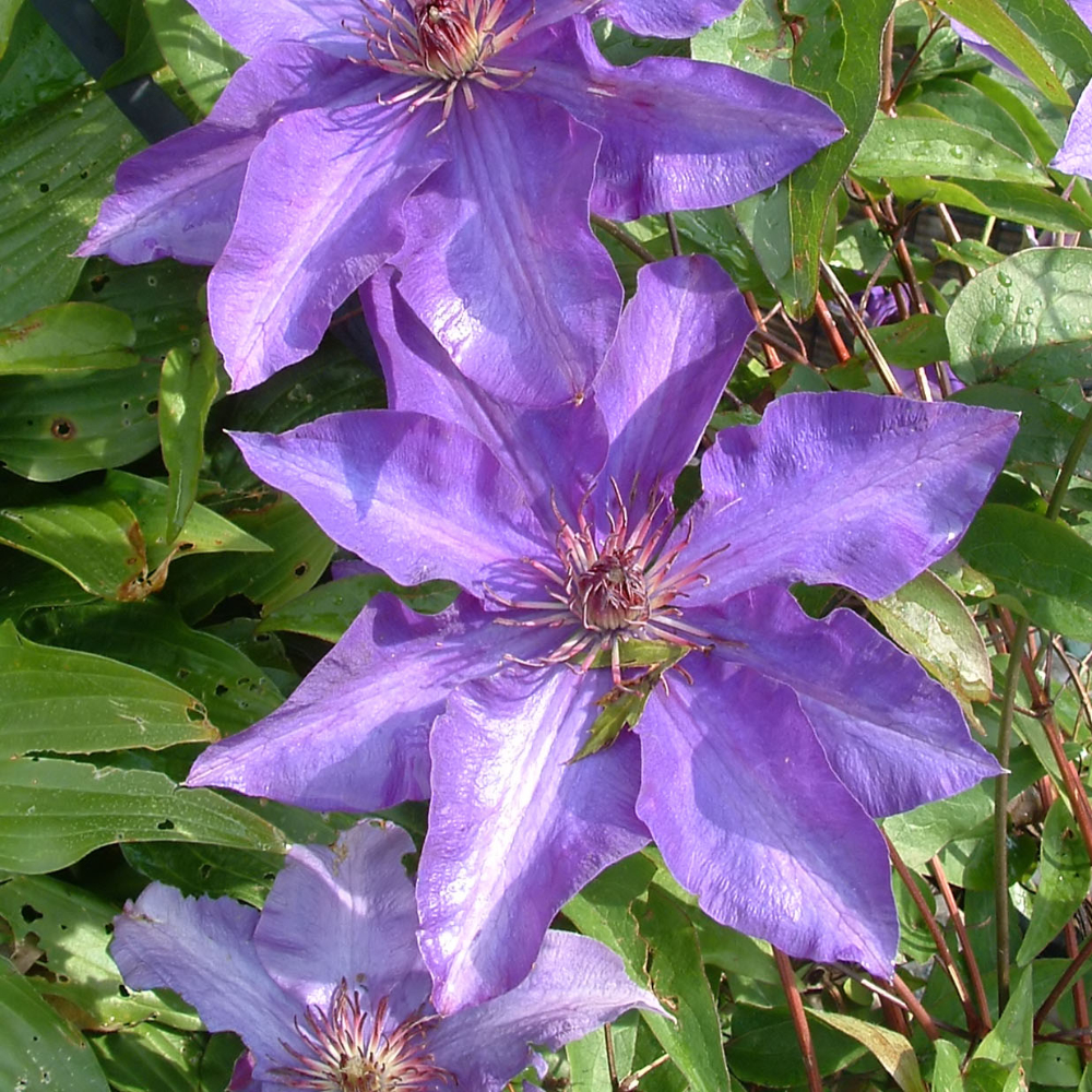 Clematis The President
