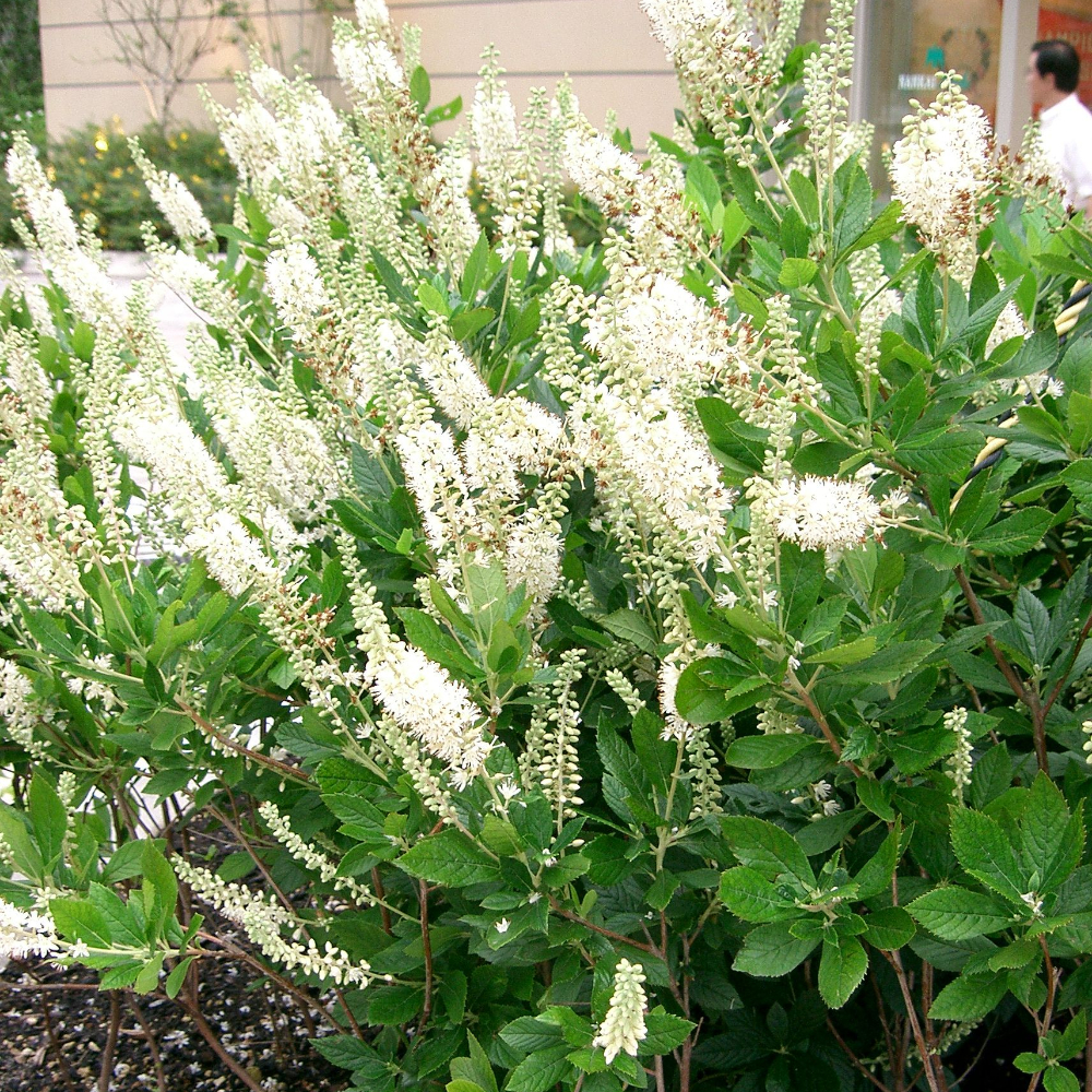 Clethra
