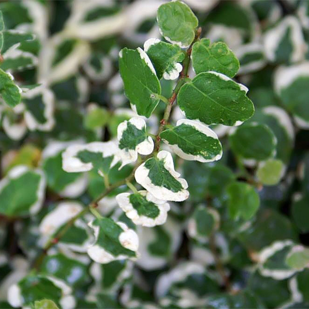 Creeping Fig Variegated