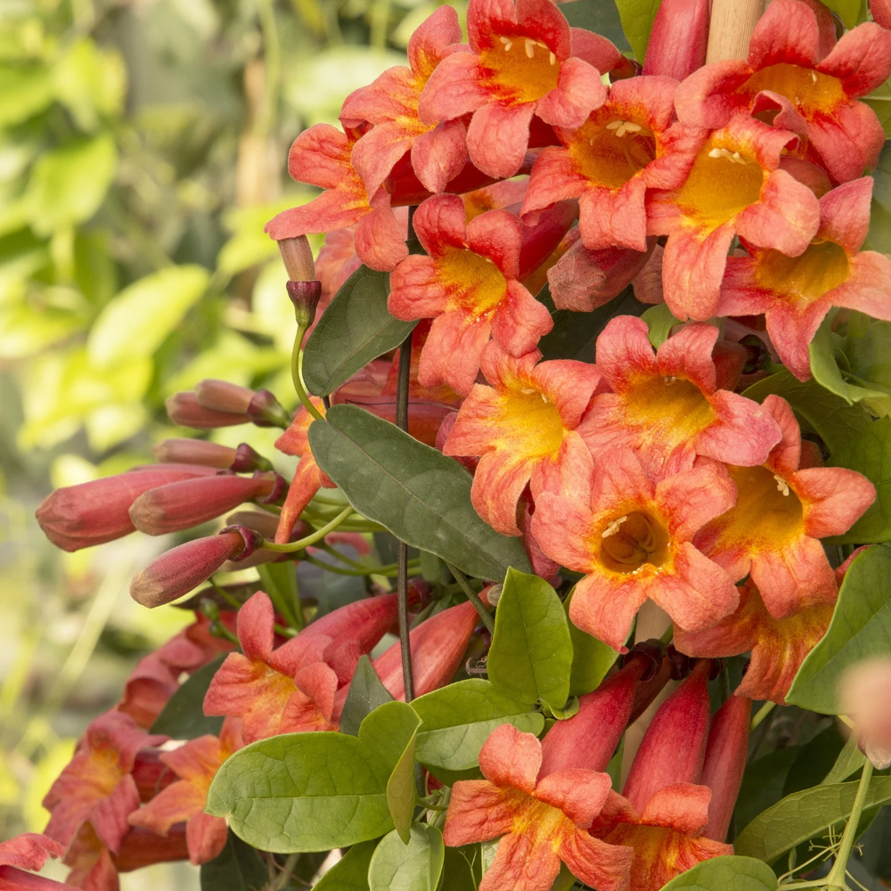 Crossvine Tangerine Beauty
