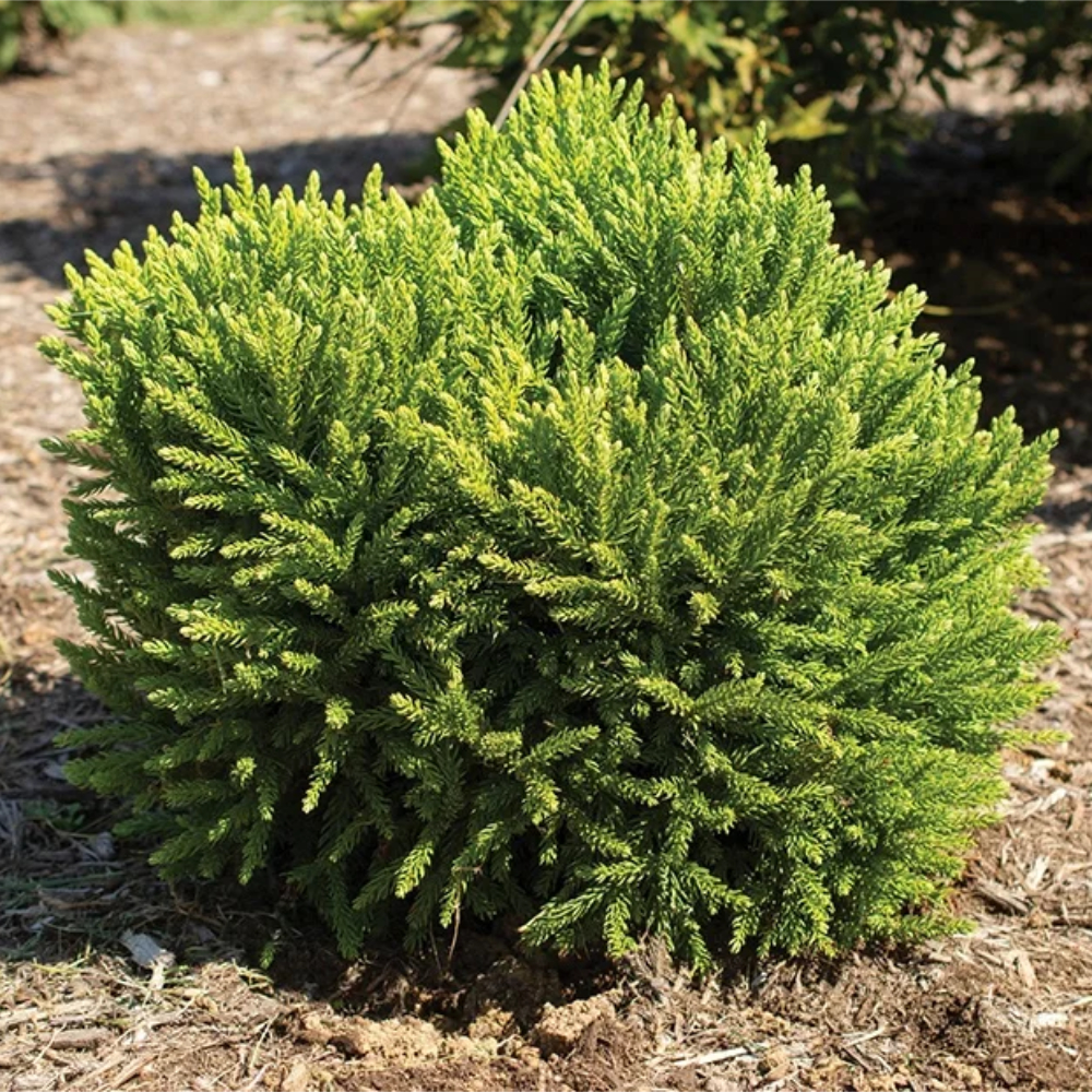 Dragon Prince Cryptomeria