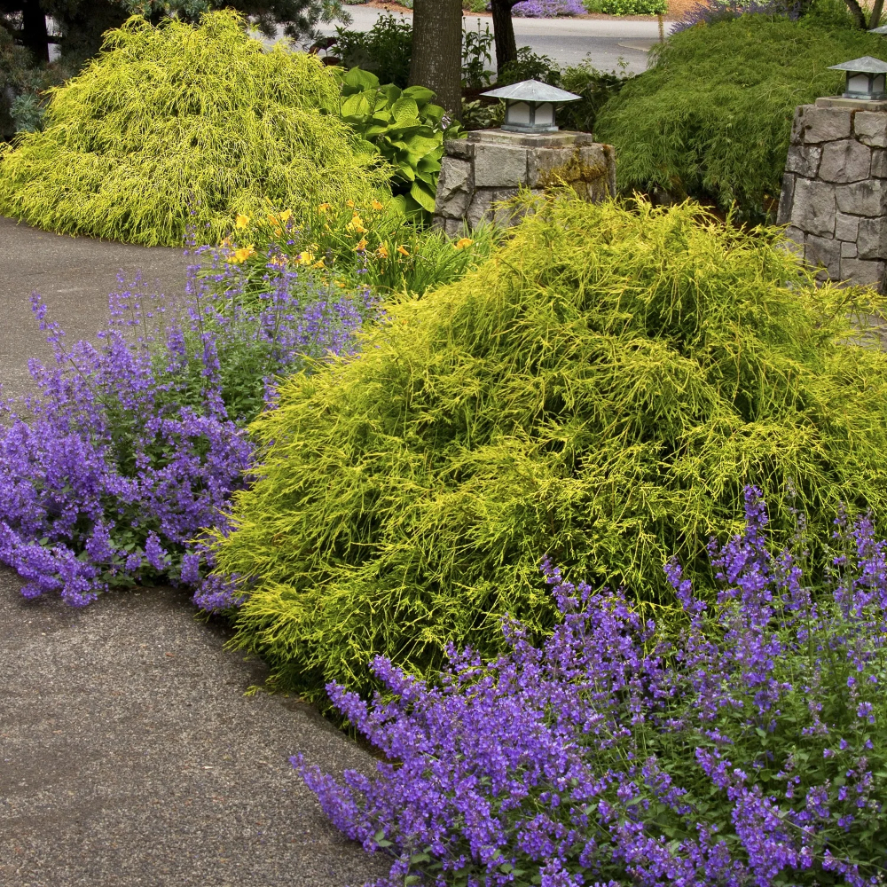 Cypress Golden Charm