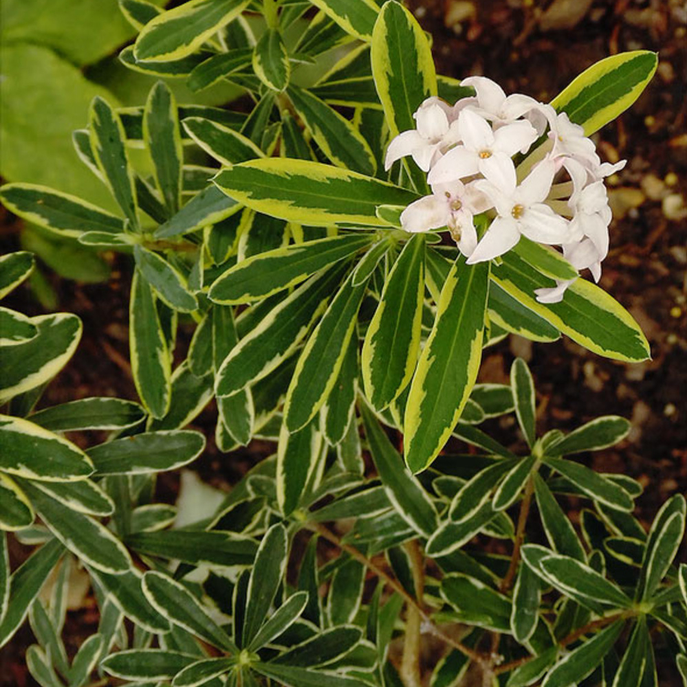 Daphne Winter Variegated White