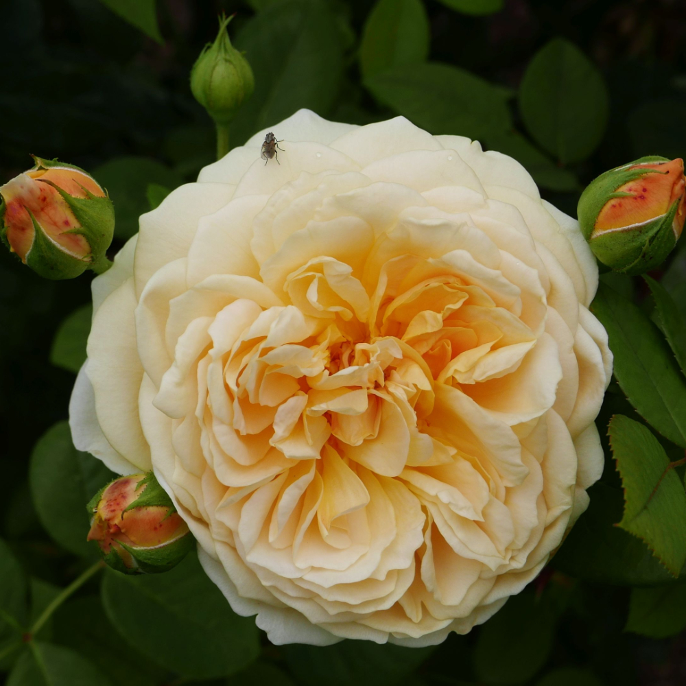 David Austin Teasing Georgia