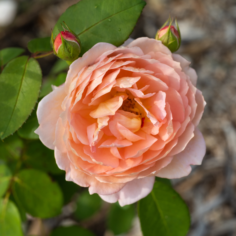 David Austin Carding Mill