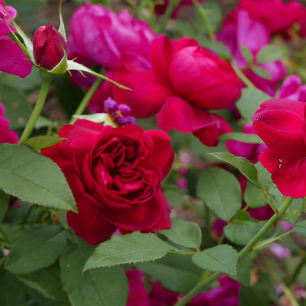 David Austin Darcey Bussell