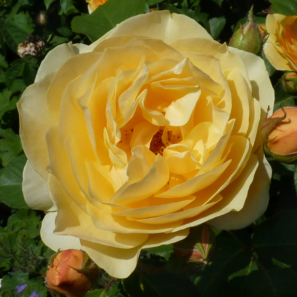 David Austin Graham Thomas