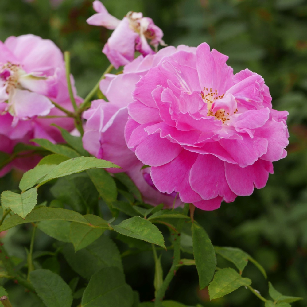 David Austin Mary Rose