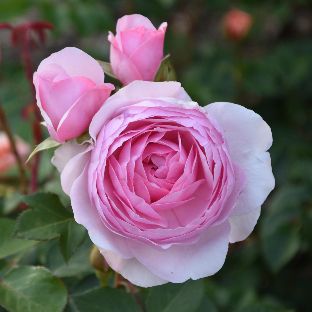 David Austin Olivia Rose