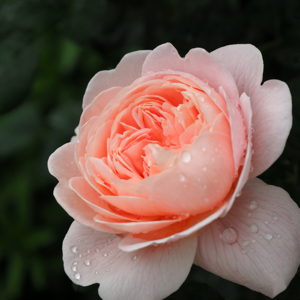 David Austin Queen of Sweden