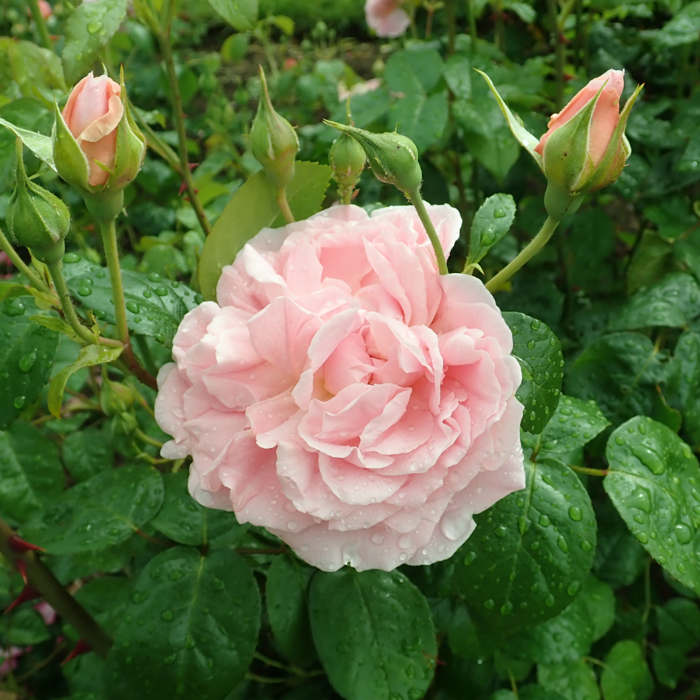 David Austin Strawberry Hill