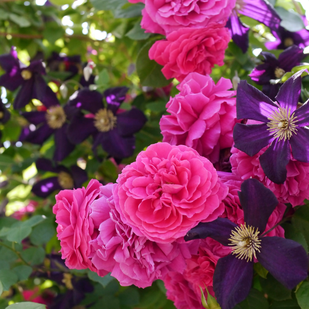 David Austin Tess d’Urbervilles