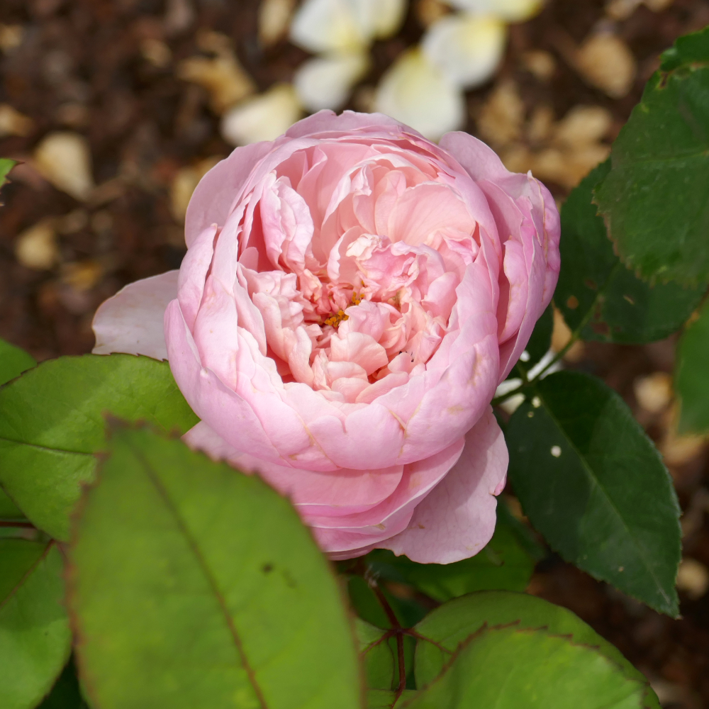 David Austin The Alnwick
