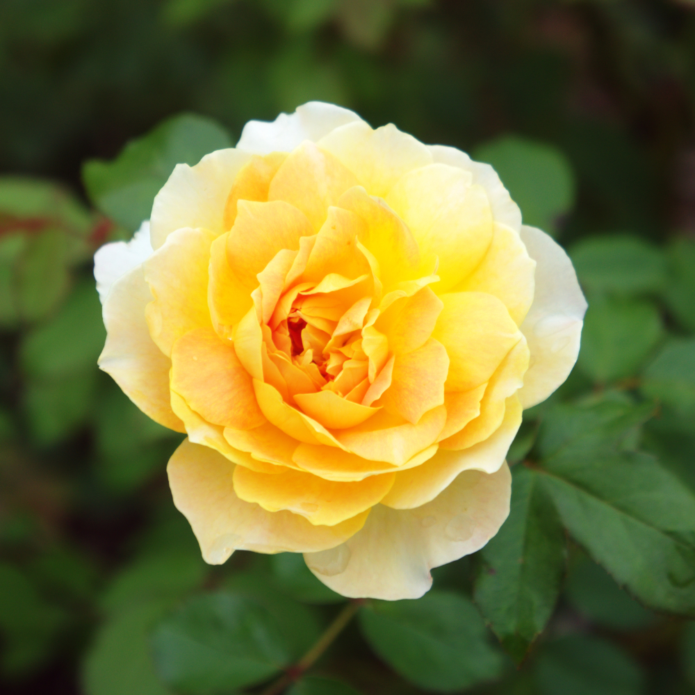 David Austin The Poet’s Wife