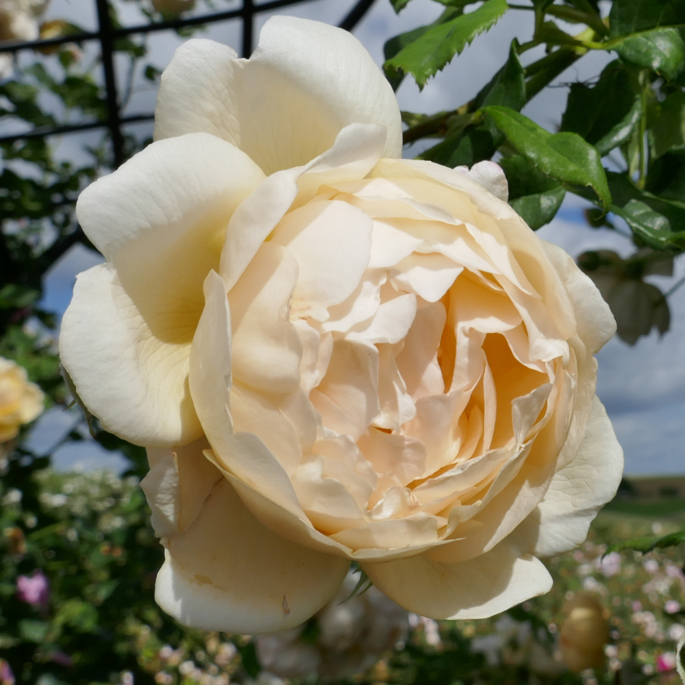 David Austin Wollerton Old Hall