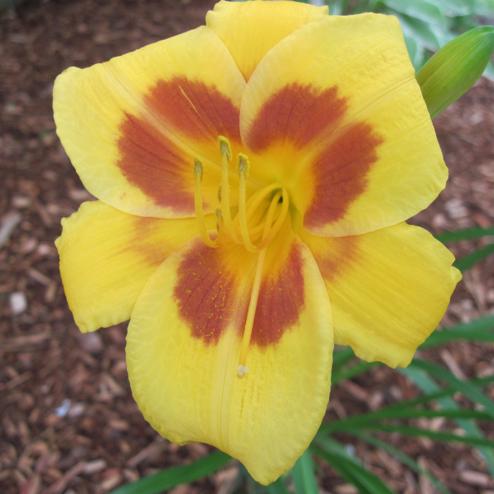 Daylily Black Eyed Stella