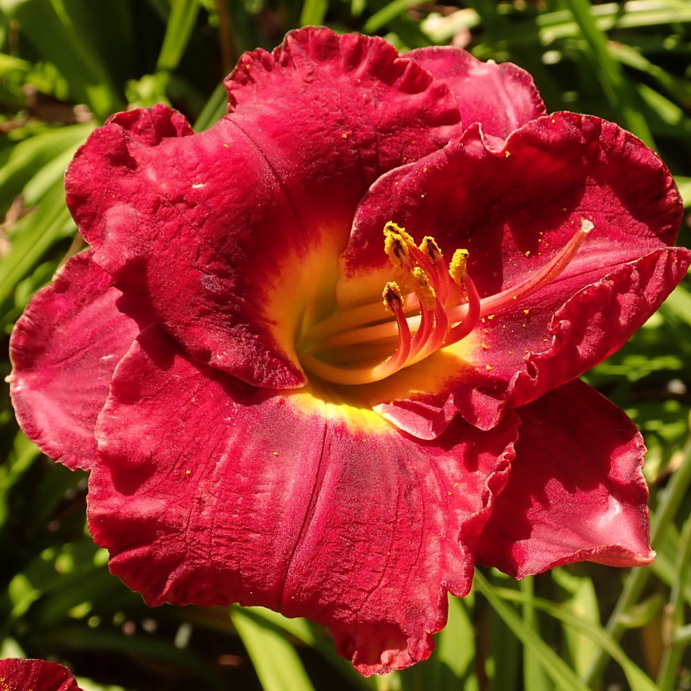 Daylily Christmas Wishes