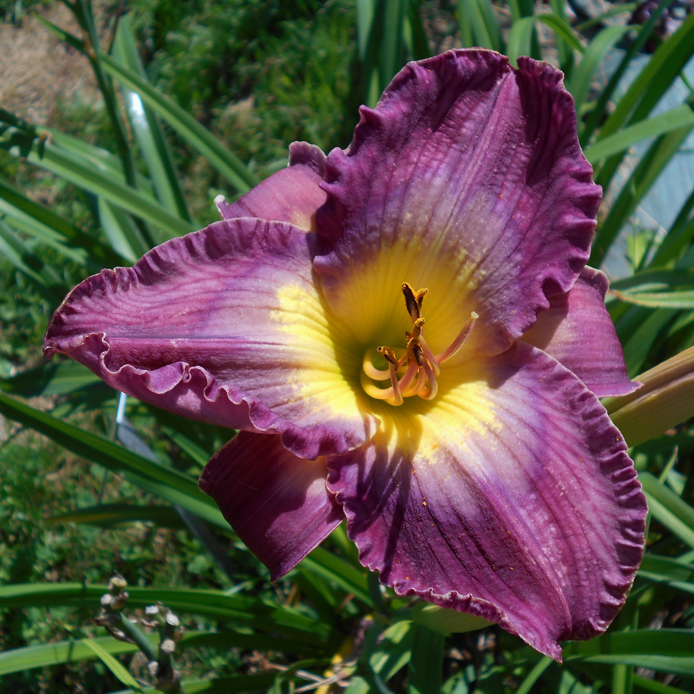 Daylily Court Magician