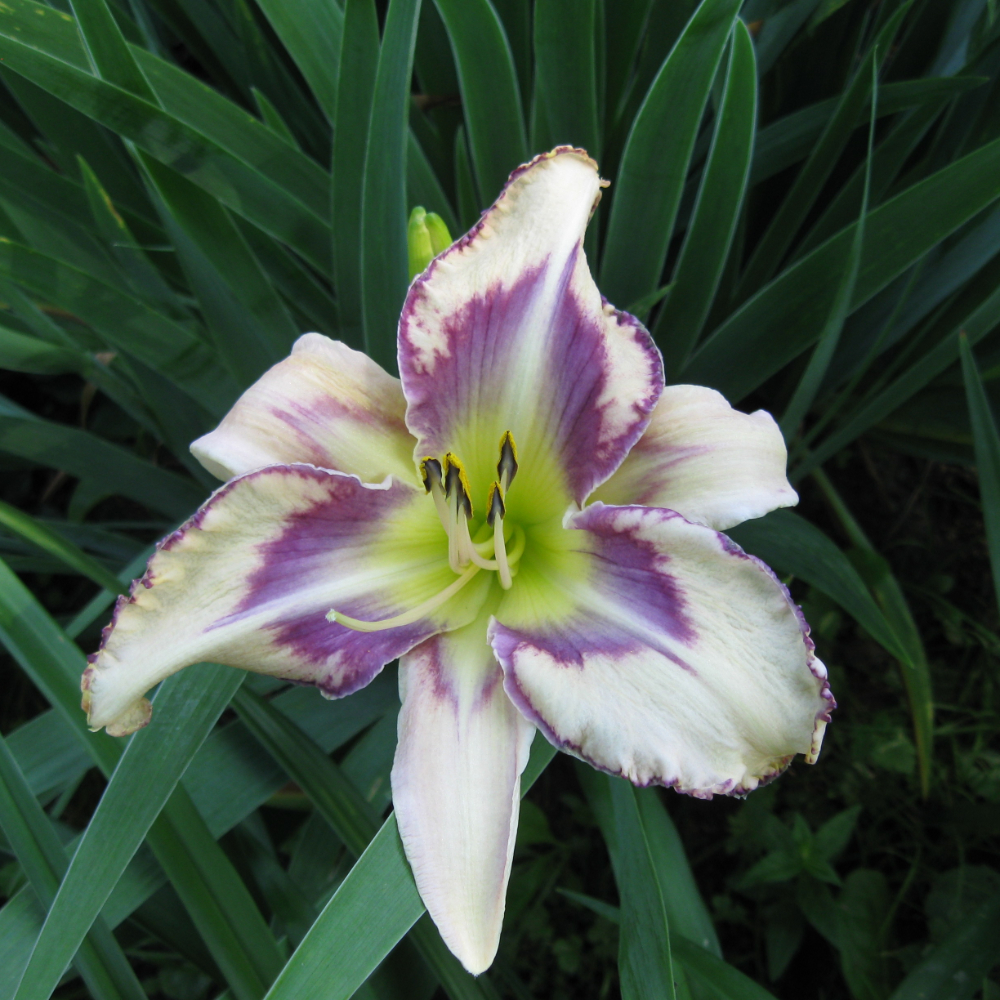Daylily Destined to See