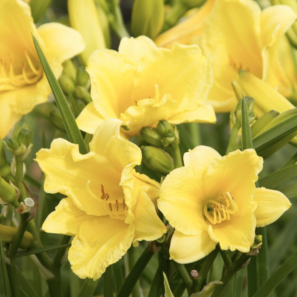 Daylily Happy Returns
