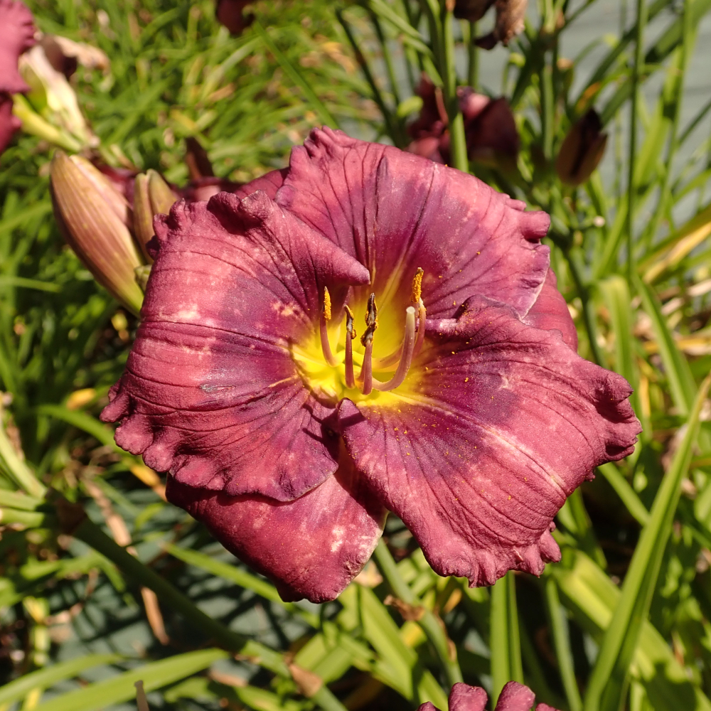 Daylily Lavender Blue Baby