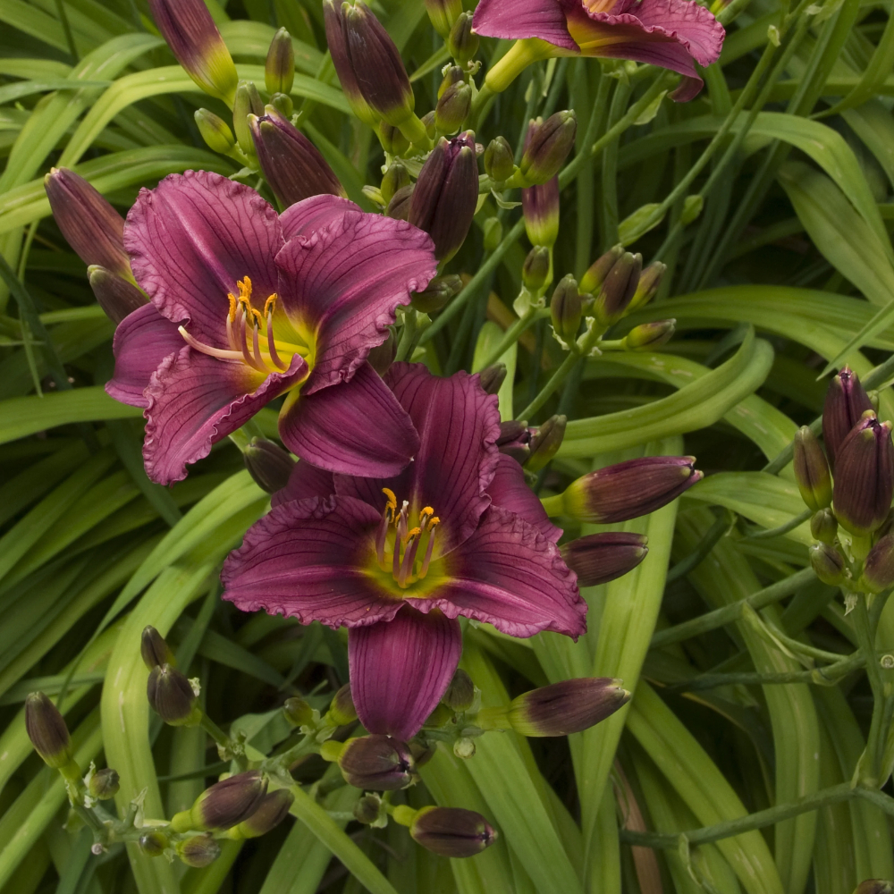 Daylily Little Grapette