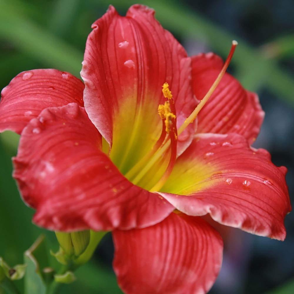 Daylily Red Hot Returns