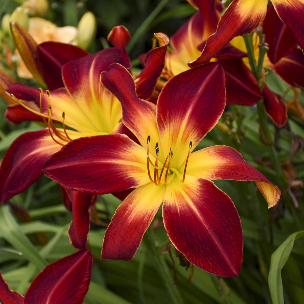 Daylily Ruby Spider