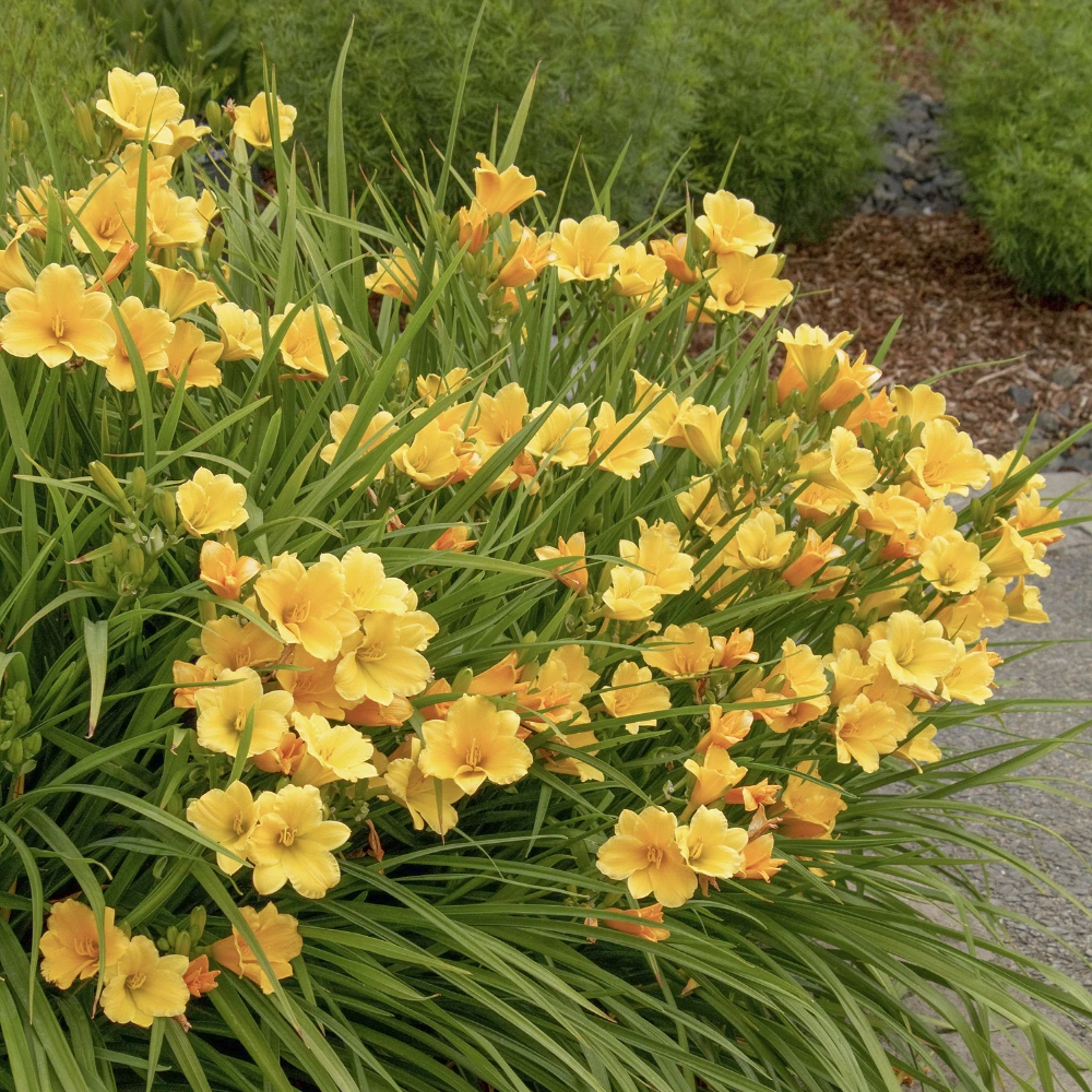 Daylily Stella De Oro