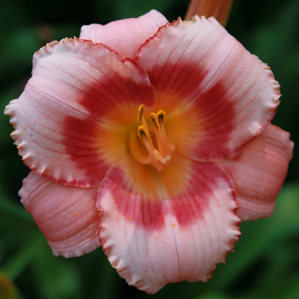 Daylily Strawberry Candy