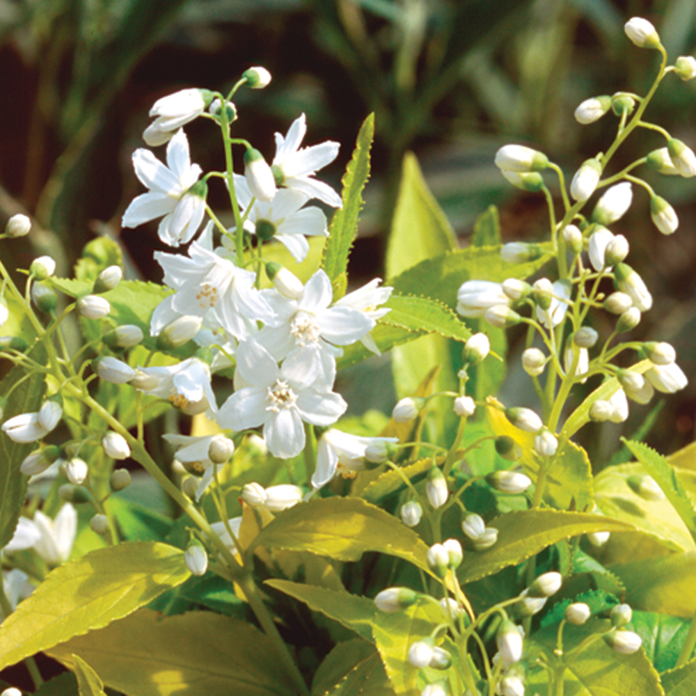 Deutzia Chardonnay Pearls